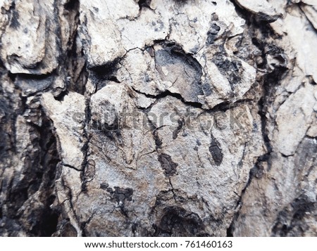 Real natural trunk bark texture