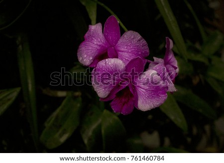 Phalaenopsis orchids after a light rain