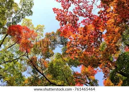 Season of Leaves color change in Japan leaves are different colors: yellow, orange, red, which is very beautiful nature.