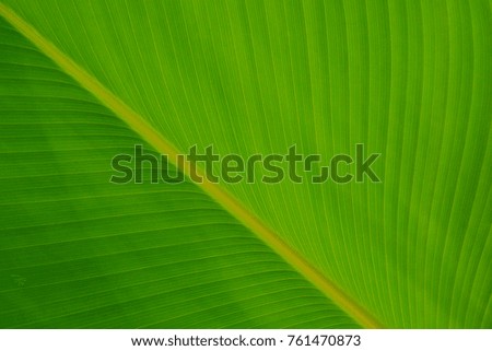 Banana leaf background.