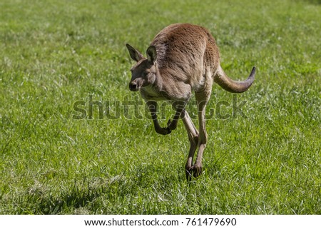 Australian red kangaroo can cover 8–9 m jump in one leap.