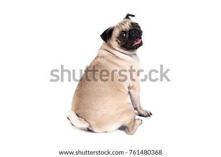 Pug is a funny lovely dog isolated bacground