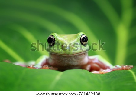 Dumpy frog "litoria caerulea" on green leaves, dumpy frog on branch, Green tree frog on leaves, Whites tree frog closeup Royalty-Free Stock Photo #761489188