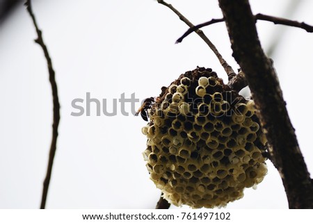 The hornet nest on branch of the tree in tropical zone.