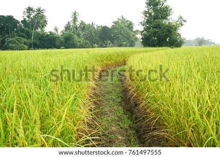 Picture of ear of rice in rural rice field