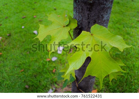 Autumn maple leaves,Maple Leaf.