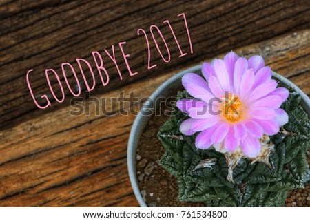 Goodbye 2017 with cactus flower.