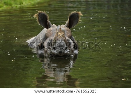 Indian rhinoceros in the beautiful nature looking habitat.  One horned rhino.