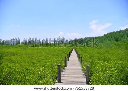 Bridge wood in mangrove forest