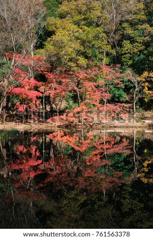 Orange leaves against the background of the forest lake water.
Autumn landscape. Walks in the forest.Beautiful red maple at pond, Japan. 
