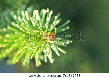 Green spruce in the forest, Background & Textures.