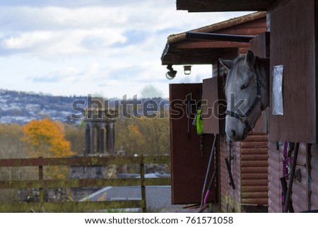 a horse poking its head out of the stable during a cold winder evening 