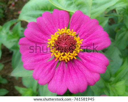 colorful of flower