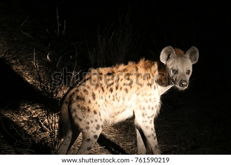 hyena in the  night light