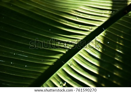 raindrop on banana leaf texture 