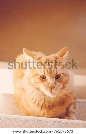 Red Maine Coon sitting on the stairs