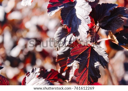 Autumn season natural background with red and purple leaves on ground.