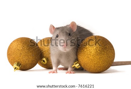 Rat with New Year's balls on a white background