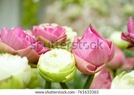 Soft picture - Boquet of pink and white lotus on natural background.
