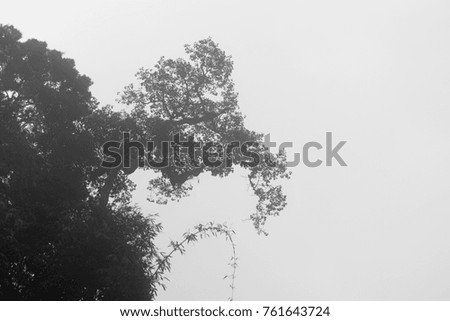 A silhouette of a tree with bee hives on it; picture taken at Khao Sok National Park, Thailand. 