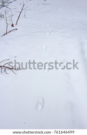 Footprints of a fox on the snow in the forest