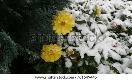 Lovely frozen flowers