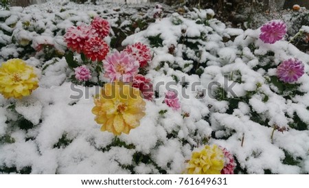 Lovely frozen flowers