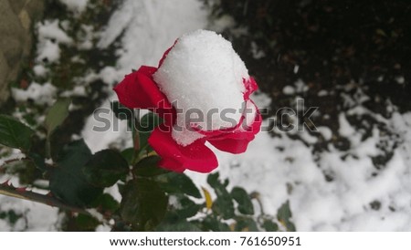 Beautiful frozen flowers