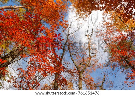 Red maple leaves against the background of the blue sky and white clouds.