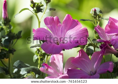 Purple funnel-shaped flowers of royal mallows (Lavatera)