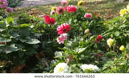 Romanian beautiful flowers
