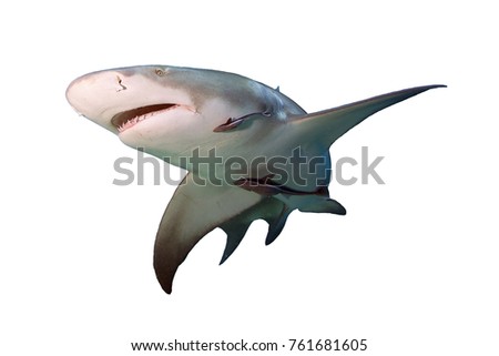 Lemon Shark isolated on white background