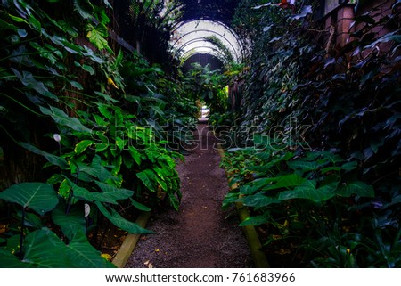 Trees and plants in the botanical garden. Dense green vegetation in the botanical garden. Tenerife. Spain.