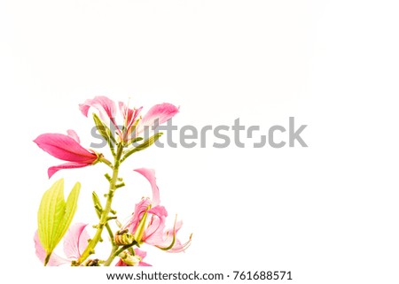 Bright pink flowers Bright white sky Choose the focus for the text. Beautiful
