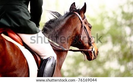 Dressage horse Royalty-Free Stock Photo #76169044