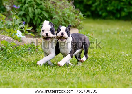 Two young Boston Terrier dogs, also called Boston Bulls, puppies, black with white markings, running side by side, carrying a stick together.
