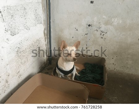 Chihuahua dog lying in the paper box, wearing the shirt due the cold weather, cute dog.