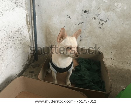 Chihuahua dog lying in the paper box, wearing the shirt due the cold weather, cute dog.