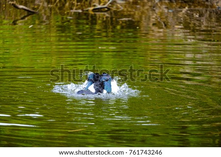 Flock of domestic ducks swimming in the backwaters