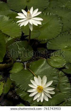 Two White Lotus Flowers