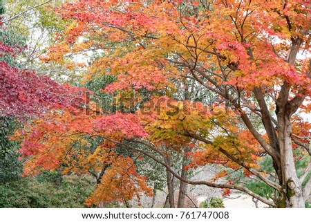 Fall Season Arashiyama Kyoto Japan