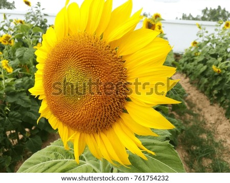 Sunflower,Yellow sunflower,Beautiful sunflower