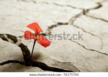 red flower growing out of cracks in the earth Royalty-Free Stock Photo #76175764