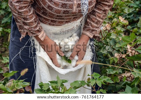 Cotton harvesting. A woman collecting cotton Royalty-Free Stock Photo #761764177