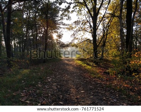forest in the fall