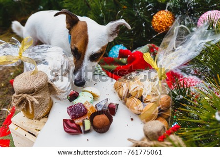 New Year on the Eastern calendar - Year of the Dog. Dog Russell and holiday sweets. A dog in the hands of Santa Claus.
