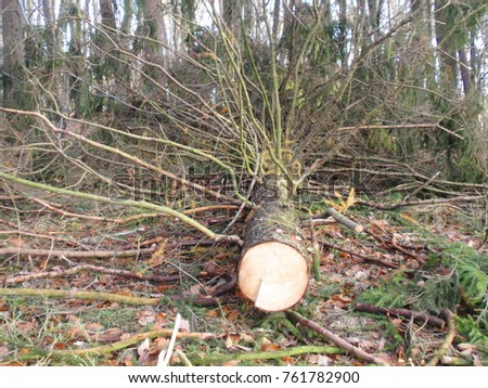 A felled tree, wood mining