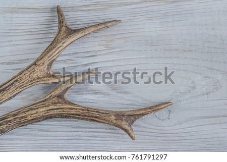 deer antlers on wooden background with copy space