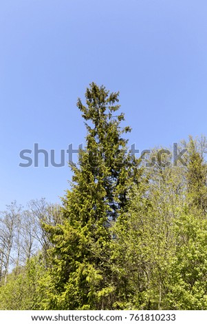 high spruce with new shoots, spring photo with blue sky
