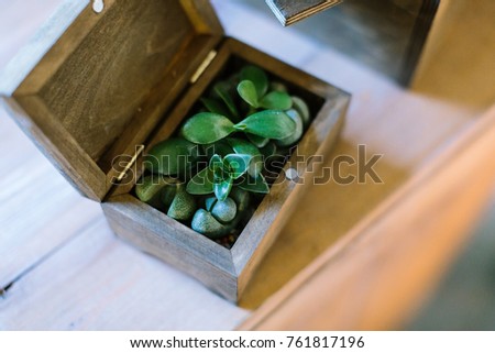 handcraft, floral design, art concept. on small handmade wood box there is small plat with green oval leaves, some of them are pale and has little dots